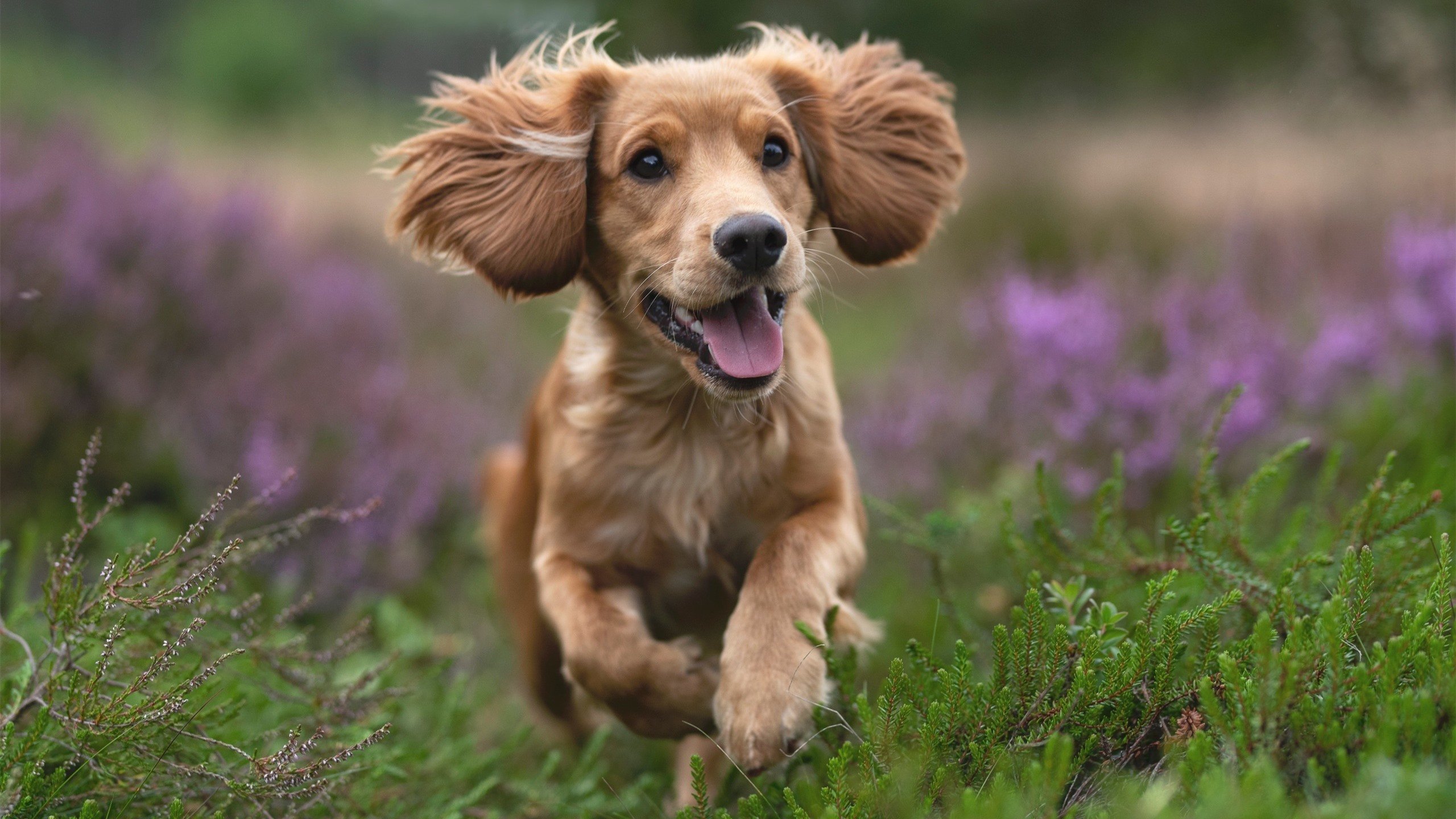 德甲创新战术引领潮流，比赛中精彩瞬间频繁发生，德甲的比赛